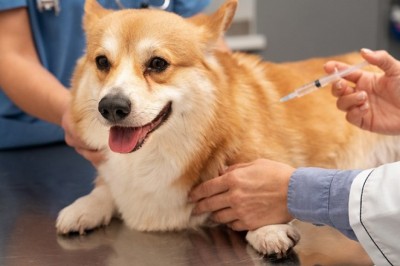 Projeto regulamenta atuação de laboratórios de análises veterinárias