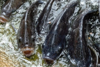 Exportações da piscicultura nacional cresceram 174% no terceiro trimestre