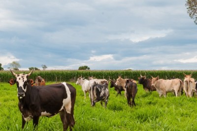 Goiás celebra um ano do reconhecimento oficial como zona livre de febre aftosa sem vacinação