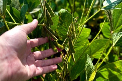 Produção de grãos em Goiás deve avançar 17% na safra 2024/2025