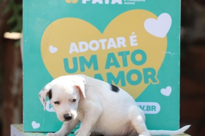 Prefeitura de Aparecida e Buriti Shopping realizam feira de adoção de cães e gatos neste sábado (27)
