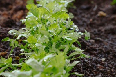 “O Brasil sabe como enfrentar a fome”, afirma secretária Extraordinária de Combate à Pobreza e à Fome