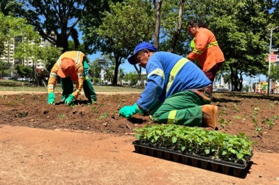 Comurg lança Projeto Florescer Goiânia com mais de 80 mil mudas ornamentais