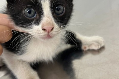 Prefeitura de Aparecida realiza última edição do ano da Feira de Adoção de Animais neste sábado, 6