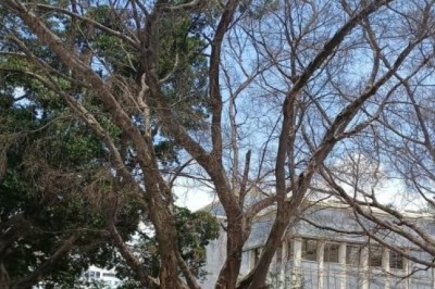 Laudo técnico da Amma concluiu que árvores na Praça Cívica estavam mortas e ofereciam risco à população