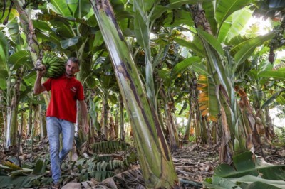 Mais de 440 mil produtores rurais regularizaram suas dívidas pelo Desenrola Rural