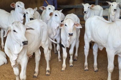 Goiás deve movimentar R$ 23,7 bilhões com bovinocultura em 2026