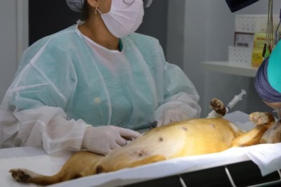 Prefeitura de Aparecida leva Castramovel para a região da Vila Maria com 100 vagas gratuitas