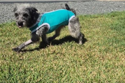 Prefeitura de Aparecida promove feira de adoção responsável de animais neste sábado, 11