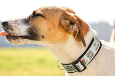 Prefeitura de Aparecida amplia ações do PATA com implantação de coleiras refletivas para animais comunitários
