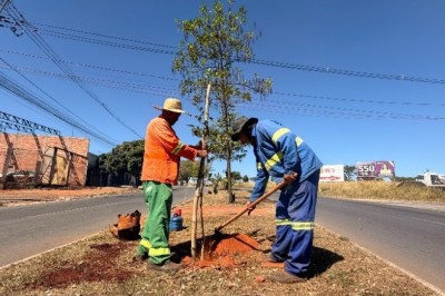 Comurg planta 156 mudas de árvores em bairros da capital
