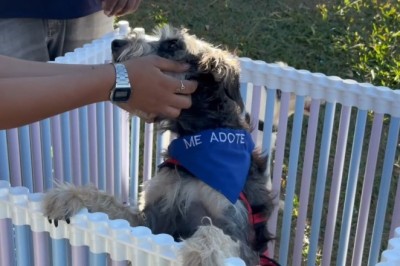 Prefeitura de Aparecida realiza segunda edição de feira de adoção de pets em parque municipal neste sábado, 1º
