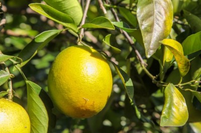 Controle fitossanitário contribui para aumento da produção de citros em Goiás