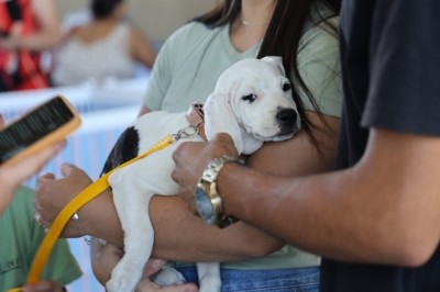 Prefeitura de Aparecida celebra um ano do “Deu Match Com Meu Pet” com 250 animais adotados