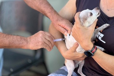 Goiânia realiza vacinação antirrábica em mais de 140 locais neste sábado (19/9)