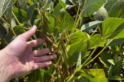 Goiás produz 37,3 milhões de toneladas de grãos e responde por 10,6% da safra nacional
