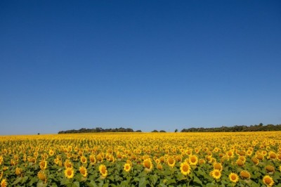 Governo de Goiás lança boletim dedicado ao PIB do agronegócio