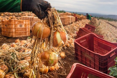 Ganho de produtividade faz colheita de cebola crescer 32,6% em Goiás